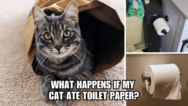 Paper Chase: What Happens If My Cat Ate Some Toilet Paper?