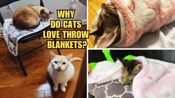 The Cozy Connection: Why Do Cats Love Throw Blankets?