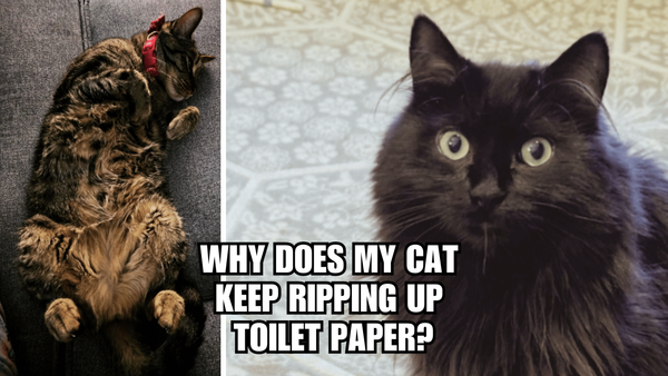 Kitty vs. TP: Why Does My Cat Keep Ripping Up Toilet Paper?