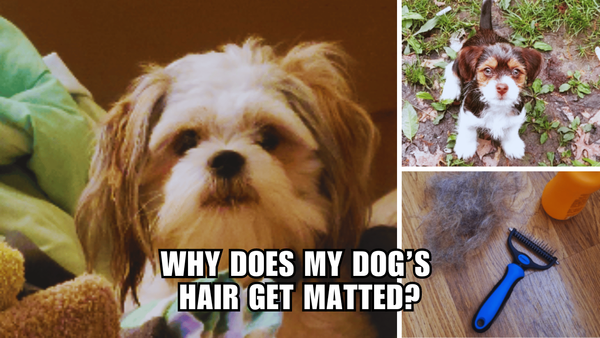 Untangling the Truth: Why Does My Dog's Hair Get Matted?