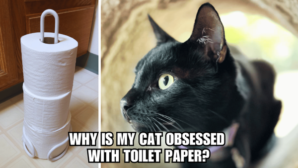 Paws and Paper: Why Is My Cat Obsessed With Toilet Paper?