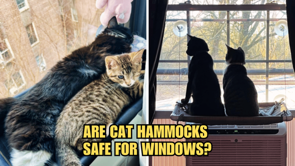 The Window Dilemma: Are Cat Hammocks Safe For Windows?