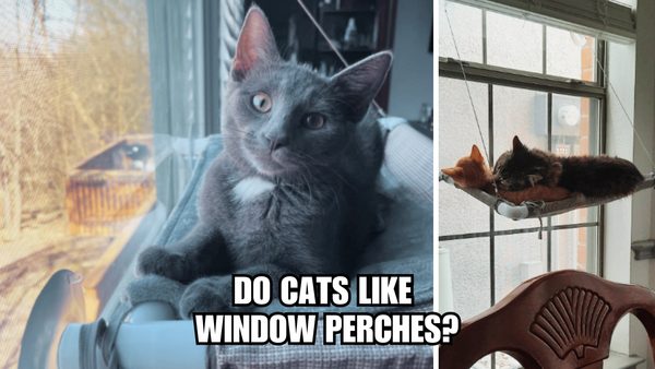 Cat's Eye View: Do Cats Like Window Perches?