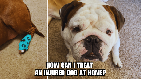 Injury SOS: How Can I Treat An Injured Dog At Home?