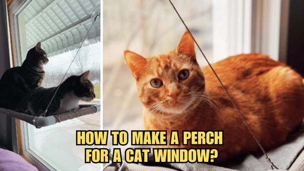 Whisker-Approved: How To Make A Perch For A Cat Window?