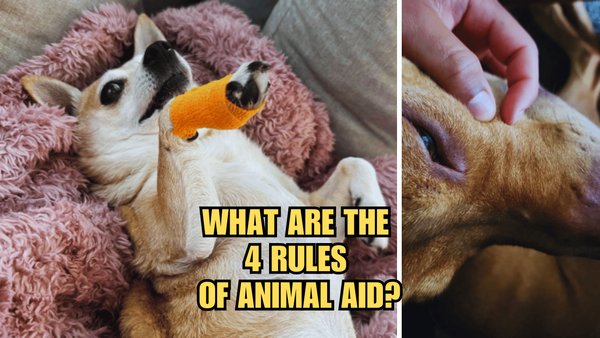 Critter Care: What Are The 4 Rules Of Animal First Aid?