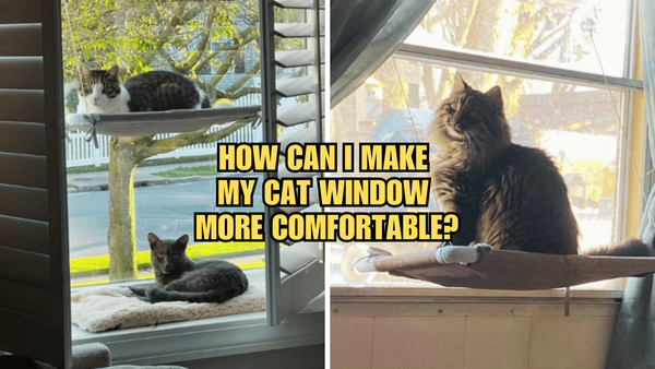 Cat Paradise: How Can I Make My Cat Window More Comfortable?