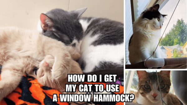 Cat Nap Oasis: How Do I Get My Cat To Use A Window Hammock?