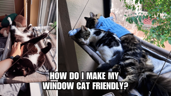 Windows for Whiskers: How Do I Make My Window Cat Friendly?