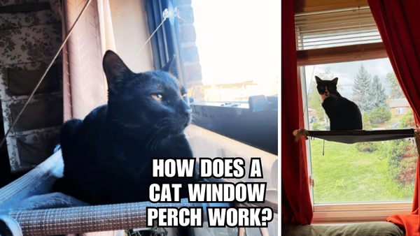 Soar to New Heights: How Does A Cat Window Perch Work?