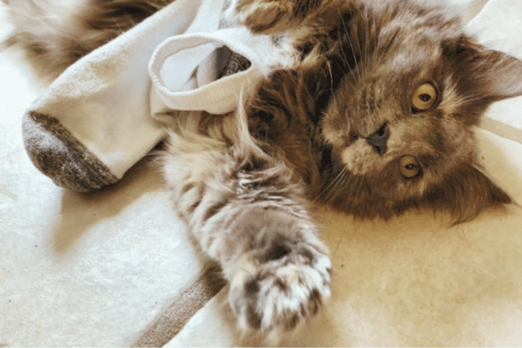 Can Cats Use Pee Pads Instead Of The Litter Box?